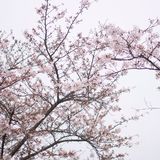 樱花之下 还有咖啡节 ☕