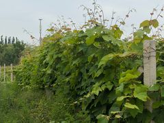 -圣露庄园·露营·烤肉·亲子