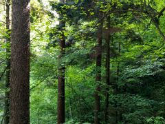 -铁山坪森林公园