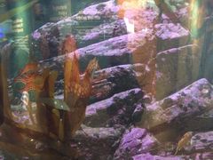 -西雅图水族馆