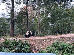 -中国大熊猫保护研究中心雅安碧峰峡基地