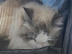 -贝康宠物医院·犬猫全科·小动物特色诊疗中心(东环路店)