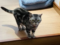 -有猫主题·治愈系猫咖(曾厝垵店)