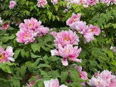 -洛阳市隋唐城遗址植物园