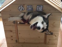 -Husky Go! 哈士奇体验馆·宠物咖啡厅狗咖