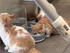 -飞行喵MR PILOT|猫舍·猫咖(静安大融城店)