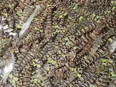 -考记泥焗鸡农庄·海鲜(北洛秘境店)