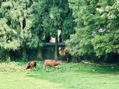 -武陵山森林公园