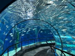 -上海海洋水族馆