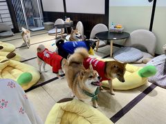 -逗柴咖啡屋·狗咖猫咖宠物桌游
