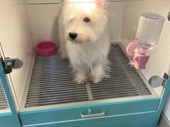-萌宠之家·腊肠犬·马尔泰·小体犬舍