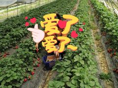 -青浦采草莓天天草莓园