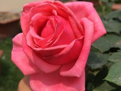 -松山湖梦幻百花洲