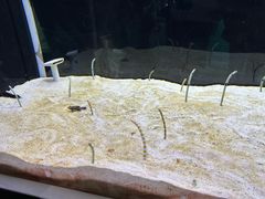 -大阪海游馆