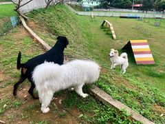 -良成狗狗乐园