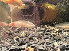 -谷咖啡·鲜花绿植花园餐厅