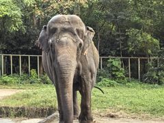 -合肥野生动物园