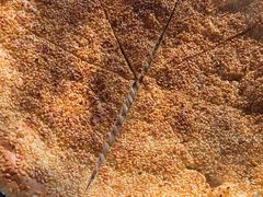 -天羽烤乳鸽店(财大家属院店)