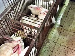 -温江公平红烧兔(总店)