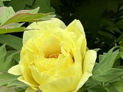 -曹州百花园