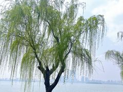 -金鸡湖景区