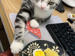 -喵zoo家庭繁育猫舍(尖东智能花园店)