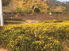 -千年银杏谷文化旅游区