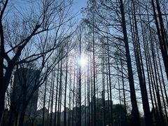 -新虹桥中心花园