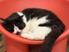 -平行世界·猫咖(首经贸店)