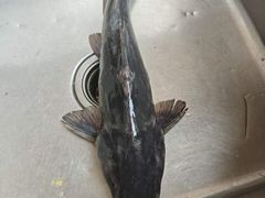 -三峡农家菜(三峡店)