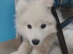 -康爱犬猫诊所·牙专科·骨外科·影像内科(丰宁店)