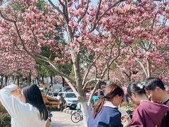 -合肥滨湖国家森林公园