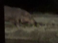 -夜间野生动物园