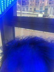 -碧莲盛·不剃发植发