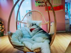 -Husky Go! 哈士奇体验馆·宠物咖啡厅狗咖