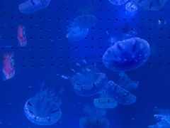 -厦门海底世界