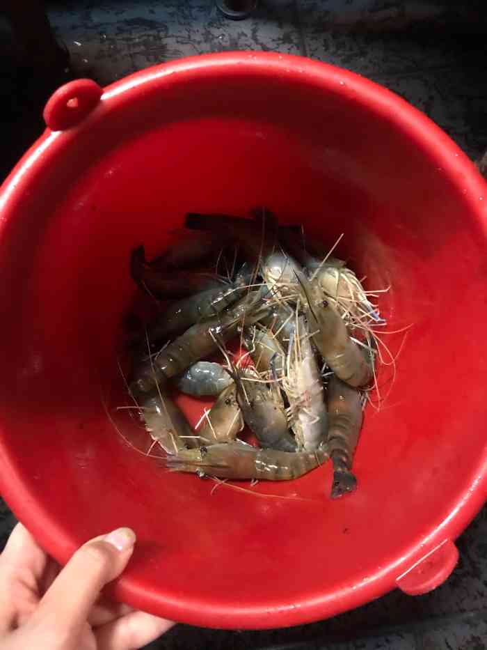 老板人很nice第一次体验钓虾收获不错