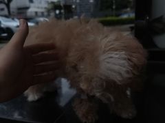 -芭比堂动物医院·24小时·眼科中心(深圳中心)