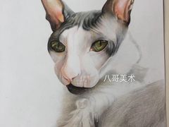-八哥美术·成人美术画室(总校区)