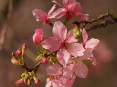 -天适樱花悠乐园