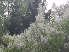 -群力丁香公园