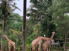 -海南热带野生动植物园