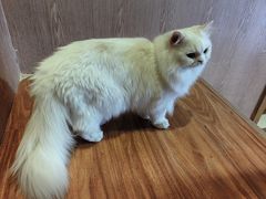-MOCHA明星猫咖(田子坊店)