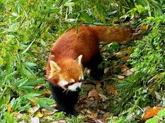 -都江堰中华大熊猫苑