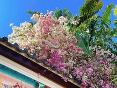 -深圳国际园林花卉博览园