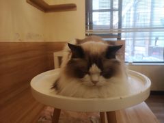 -滚猫咖啡·猫咖·猫友好撸猫(未来城店)