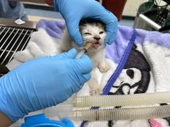 -瑞派申生动物医院·24H夜诊·国际动物医疗中心·骨外科(吴中路店)