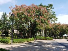 -九龙寨城公园