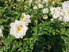 -人民公园(罗湖区)