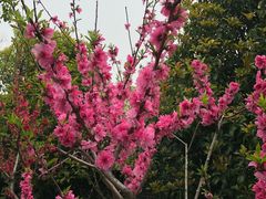 -南汇桃花村